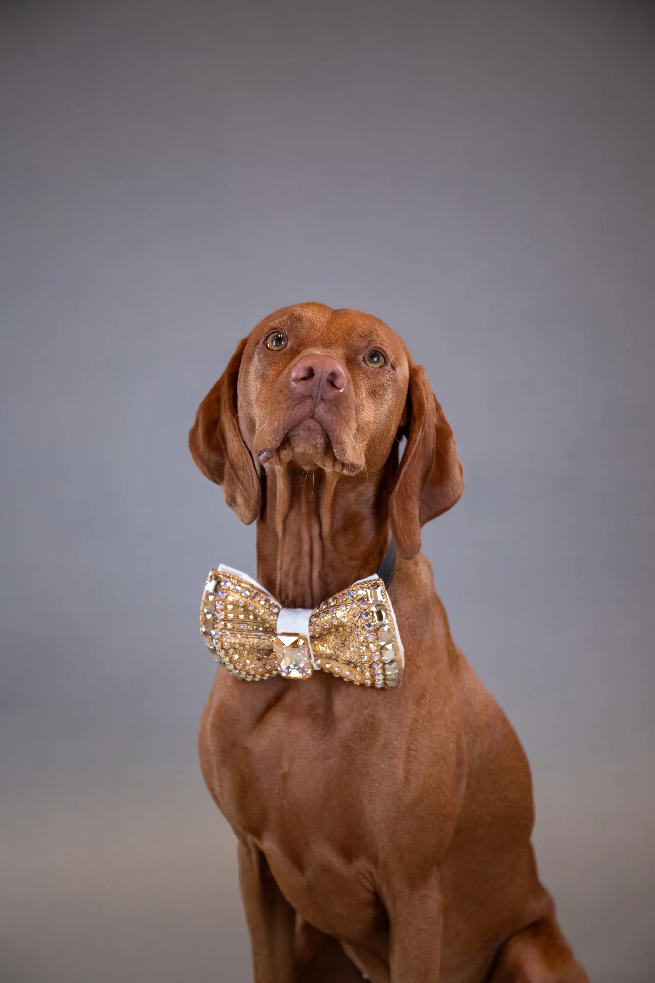 Bella dressed up in a bowtie